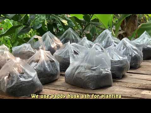 image-Is it safe to grow vegetables in plastic bags?