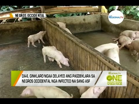 One Western Visayas: DA-6, Ginklaro Ngaa Delayed ang Pagdeklara sa Negros Occidental sang ASF Cases