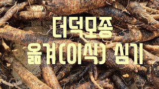 더덕 모종옭겨 (이식)심기