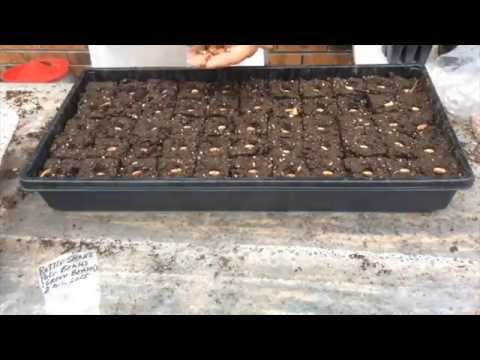 Green bean - planting seeds step-by-step