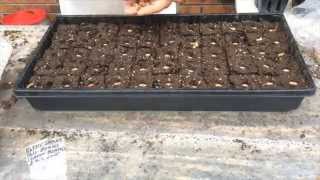 GREEN BEAN - PLANTING SEEDS  STEP-BY-STEP (OAG 2015)