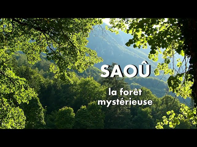 Video Pronunciation of Saou in English