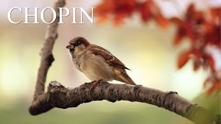 CHOPIN - Variations on a Theme of Rossini for Flute and Piano in E major, B.9