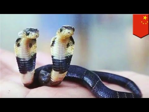 Dwugłowa kobra adoptowana przez chińskie zoo