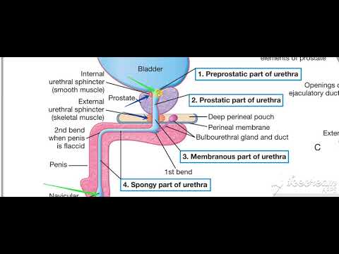 Urinary System