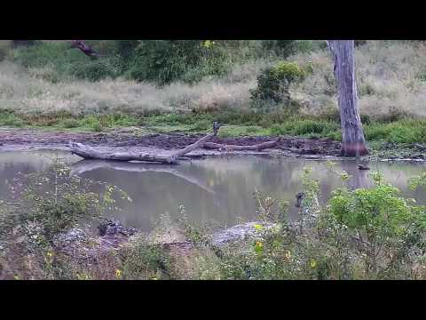 Djuma: Little Grebe juvenile and Blacksmith Lapwing - 07:35 - 04/28/20