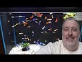 How To Set Up A Tank For Guppies For Beginners
