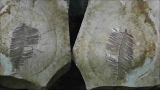 preview picture of video 'Metasequoia Frond, Great Plains Dinosaur Museum, Malta, Montana'