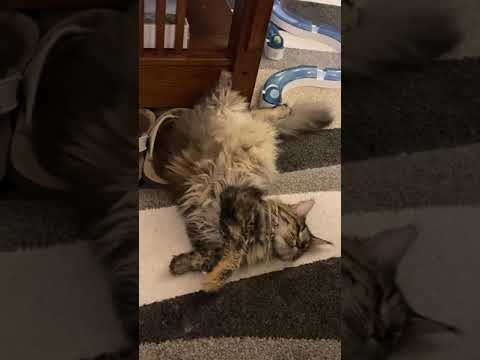 Pregnancy moments, see kittens move in pregnant cat, Pregnant Maine Coon kittens moving