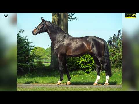 Gestüt Letter Berg Hengst Isterberg V. – Hannoveraner vom Instertanz V – Belissimo M – Rotspon