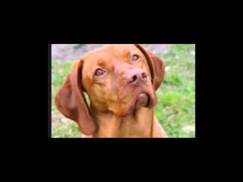 mimmo fini perdere un amore