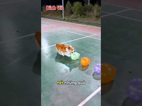 Thử Thách Làm Nổ Bóng Bay Để Ăn Sô Cô La 😅🎈