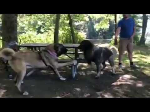 KANGAL VS ILLYRIAN SHEPHERD ( Sarplaninac vs Kangal )