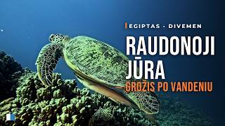 Raudonosios jūros grožis: delfinai, vėžliai, rykliai | Red Sea Diving – Dolphins, Turtles & Sharks