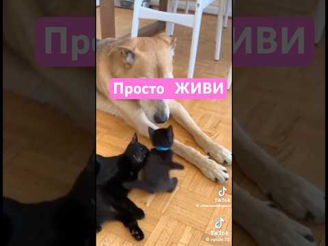 Просто живи🌸🫶