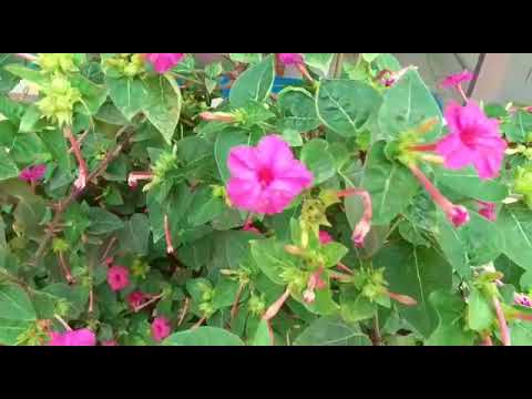 my flower garden | maruf vlogs Sylhet