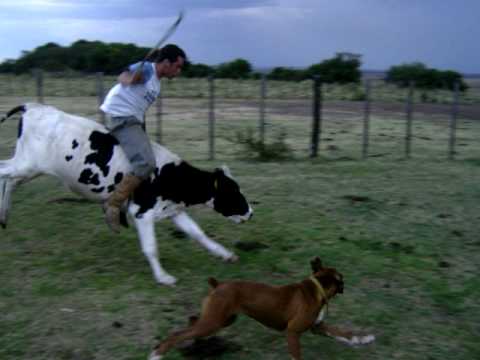 hugo fernandes: gineteada no vacum