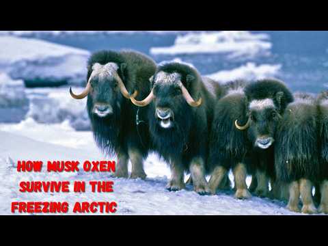Musk Ox: Survival in the Freezing Arctic | The Nature’s Toughest Herbivores