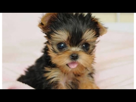 Bark Avenue Commercial