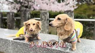 #お散歩#桜#花見#公園#犬 #犬のいる暮らし #犬のいる生活 #dog#ペット#かわいい#大好き#アン#チャコ#いぬ #いぬのいる生活 #犬動画 