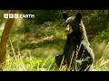 Bear Family Searches For Water Wild Mexico BBC Earth