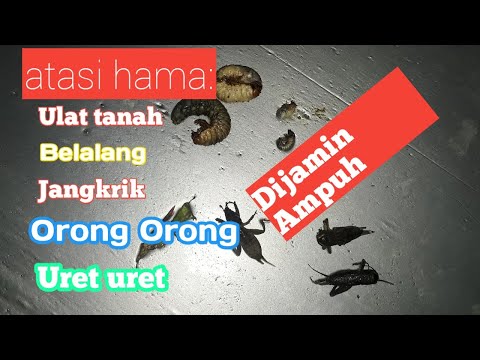 , title : 'Part 2)cara ampuh atasi hama pd tanaman tomat,ulat tanah jangkrik dll'