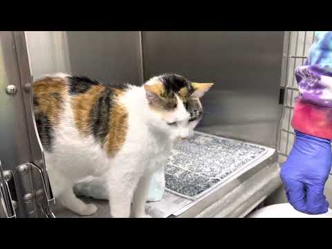 Loki , an adopted Calico in Clifton, NJ_image-1