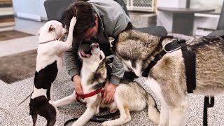 Husky Puppy Playing – Fun at the Dog Café