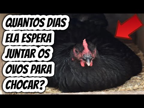 How many days can you leave a broody hen in the nest before gathering the eggs to hatch? How long...