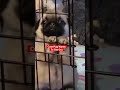 Poor Pug Wants To Get Out And Play Shorts Pugs Dogs Cutedogs Funnydogs Cutepugs Dogfails