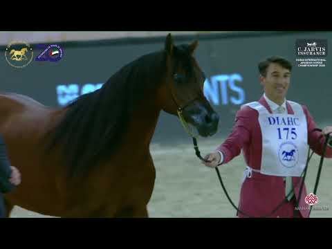 N 175 FA EL RASHEEM   Dubai International Arabian Horse Championship 2024   Stallions 10+ Years Old
