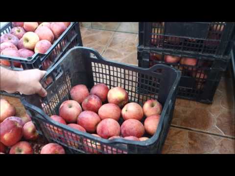 , title : 'Cum păstrez merele cât mai mult-How To Keep Your Apples Crisp As Long As Possible'