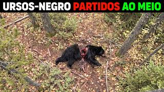 🚨 AGORA: Quem está DESPEDAÇANDO URSOS-NEGROS adultos em Yellowstone