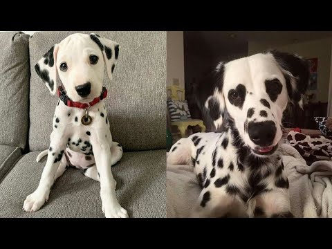 Dalmatians Being Cute☺️ and Funny🤣- Dalmatian Video Compilation
