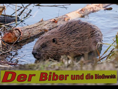 Der Biber und die Biodiversität; Naturbeobachtungen aus Oberschwaben.