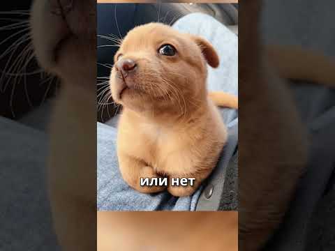 Спидран БЕЗ ВОДЫ, посуда (поясняю на собаках) #dog