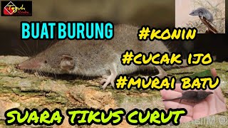 Download lagu masteran tikus hidung panjang ( cecurut) mp3