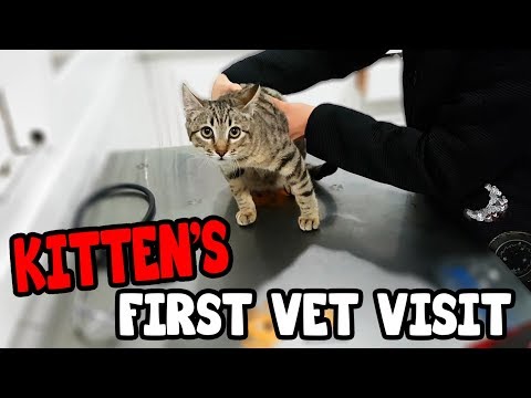 Kitten's First Visit to the Vet.