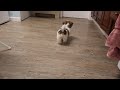 Shihpoo dogs for sale: Ethan - Video 1