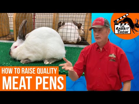 How to raise quality Meat Pens by Darrell Howe, former President National Californian Rabbit Club