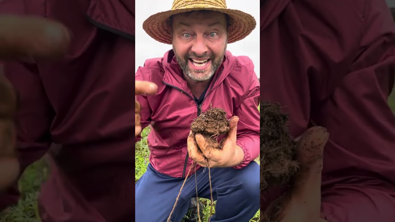 Como descompactar solo com bastante argila ?