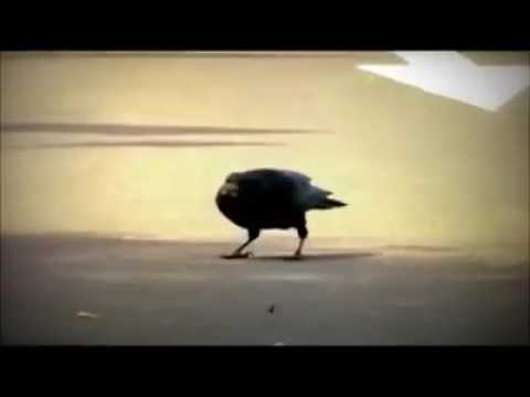 Talent Crow  uses cars to crack nuts.