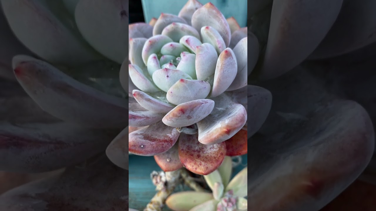 【多肉植物】秋は蚊が多かったんよぉ…しくしく【succulent】#shorts