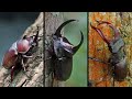 10 Most Popular Types Of Horn Beetles In The World