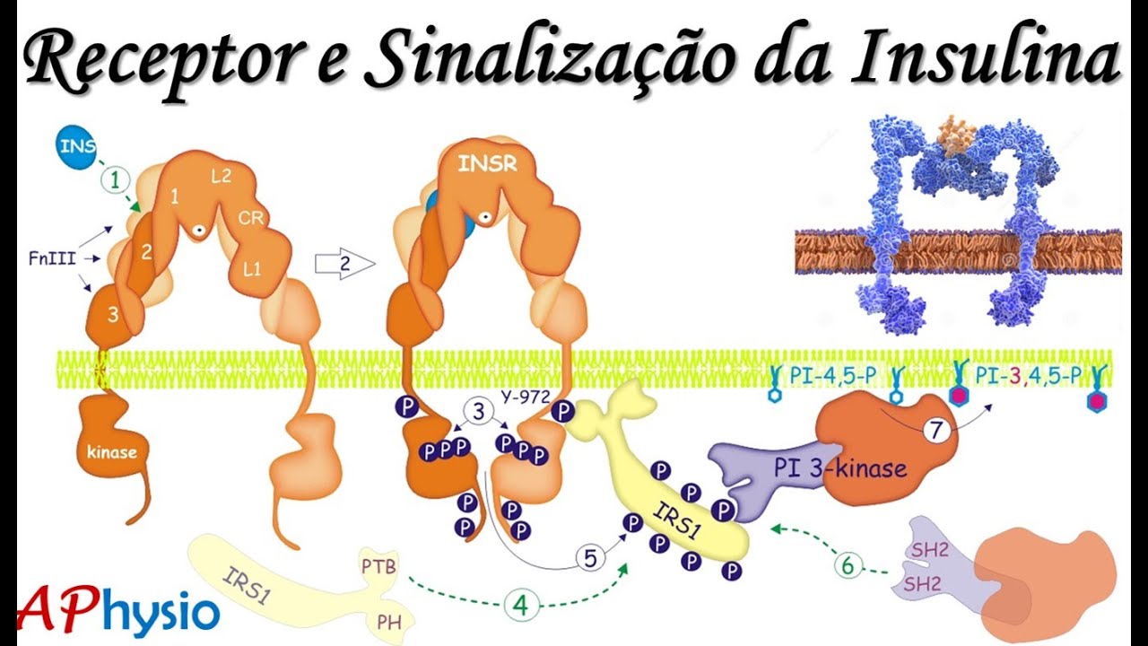 Insulina - Receptor e Vias de Sinalização