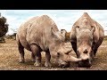 These Two Rhinos Are The Last Of Their Kind | Seven Worlds, One Planet | BBC Earth