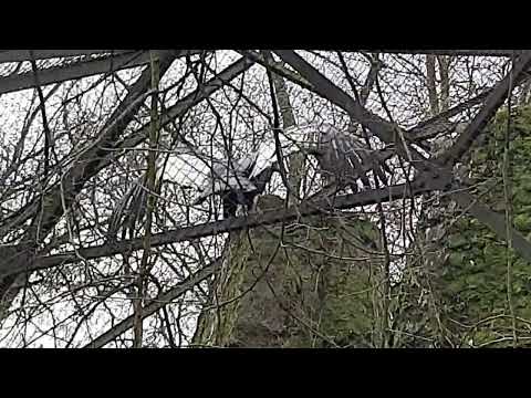 Andean Condor spreadig wings at a voliere (Warsaw zoo)