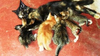 preview picture of video 'how to help a cat give birth 8 step'