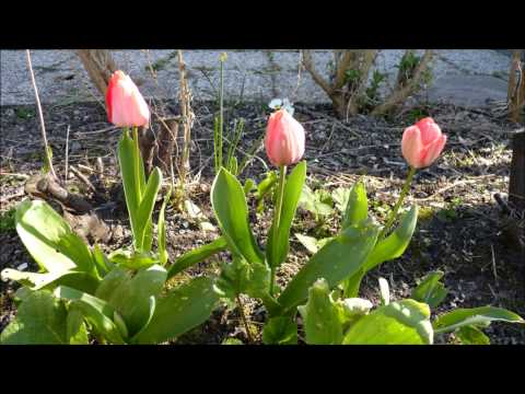 tuin 2012, "mooi bribi mooi" gezongen door Theo Bijlhout