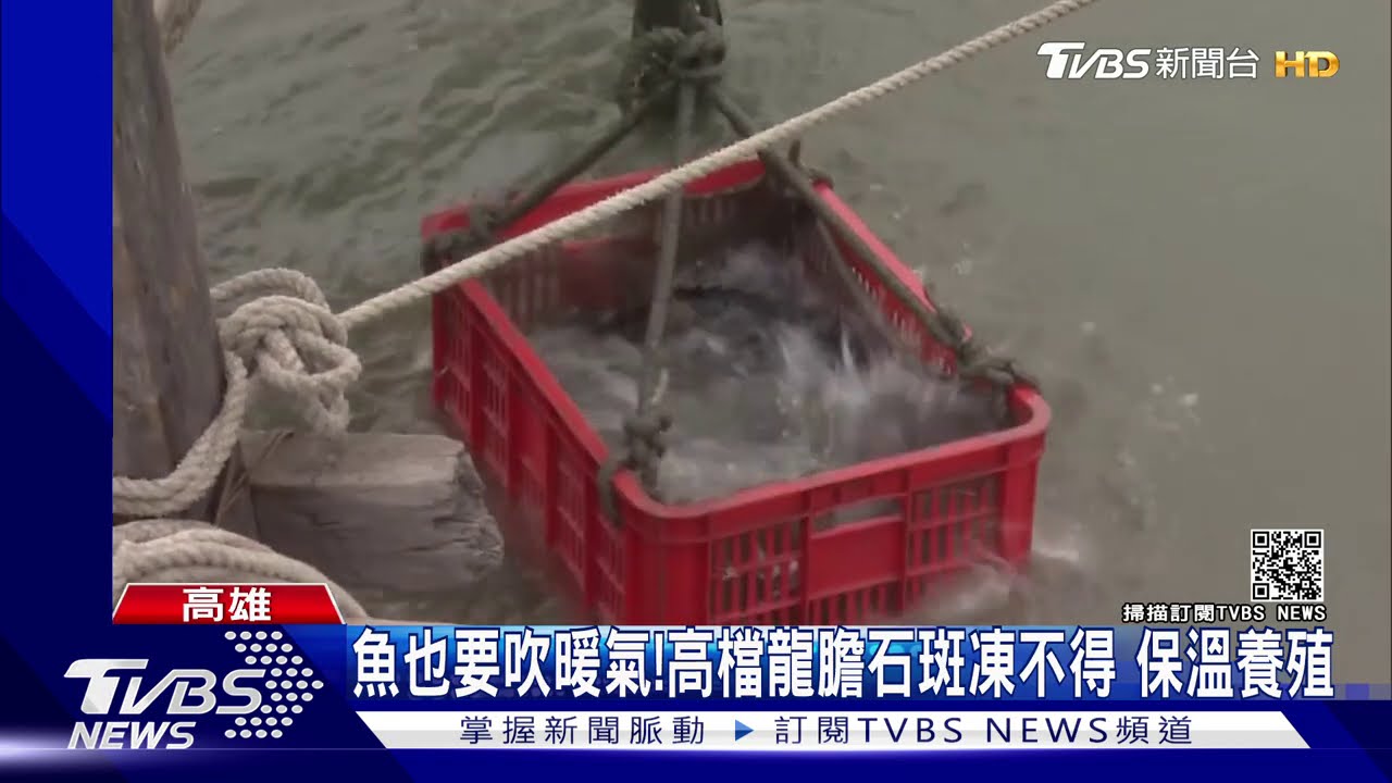 龍膽石斑無法耐寒 水中「吹暖氣」度寒冬
